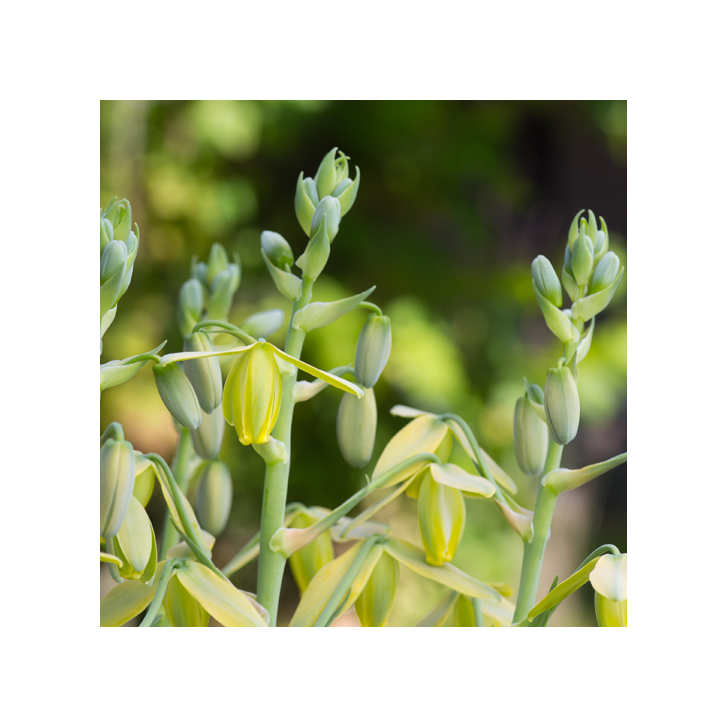 Albuca Spiralis Frizzle Sizzle verzorging