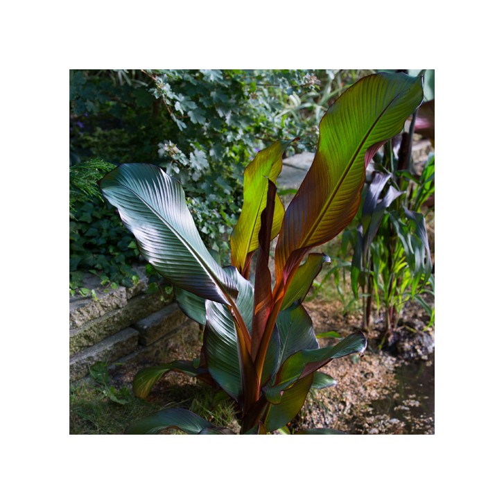 Ensete Maurelli verzorging