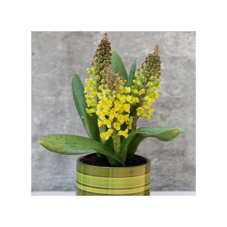 Lachenalia sfeerimpressie 2 Lachenalia sfeerimpressie 2