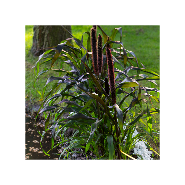 Pennisetum sfeerimpressie