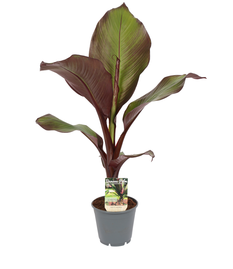 Product Ensete maurelli red banana