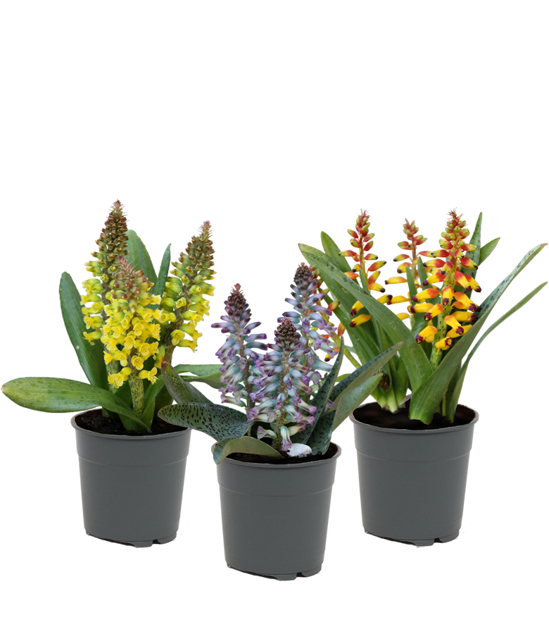 Product Lachenalia