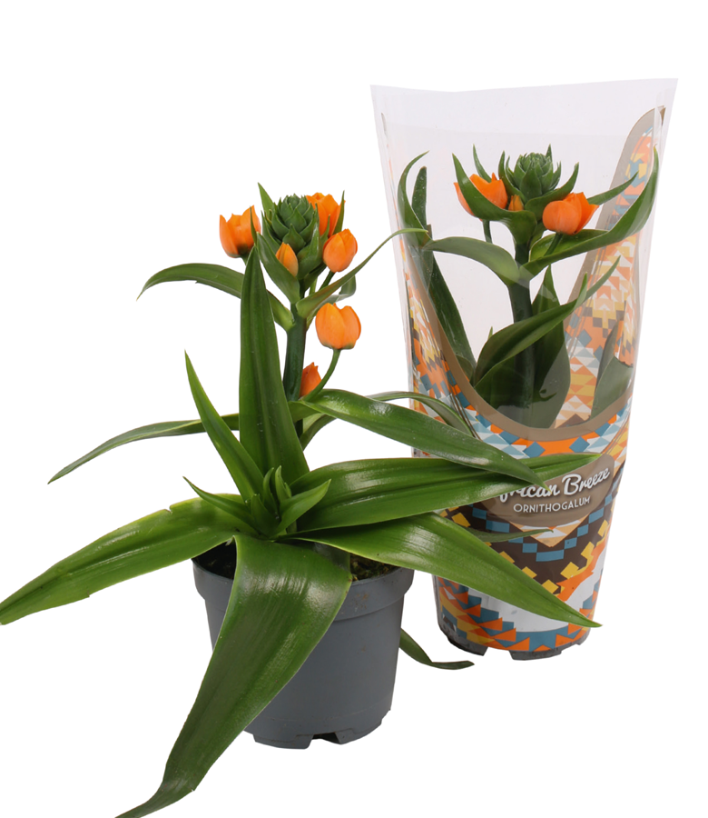 Product Ornithogalum dubium