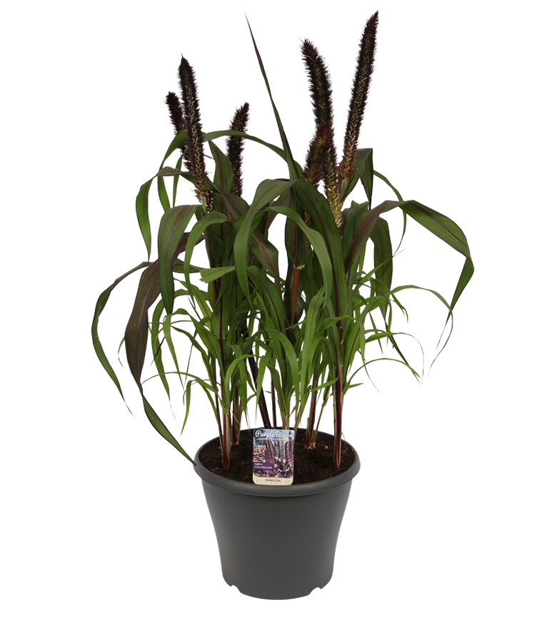 Product Pennisetum Purple Baron