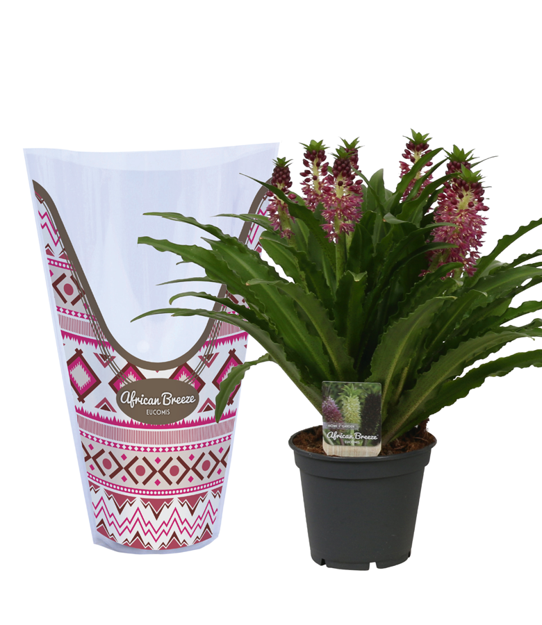 Product Eucomis