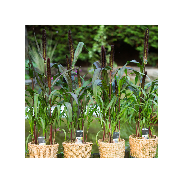 Pennisetum DECORUM Pennisetum DECORUM