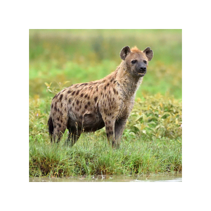 ZCP hyaena