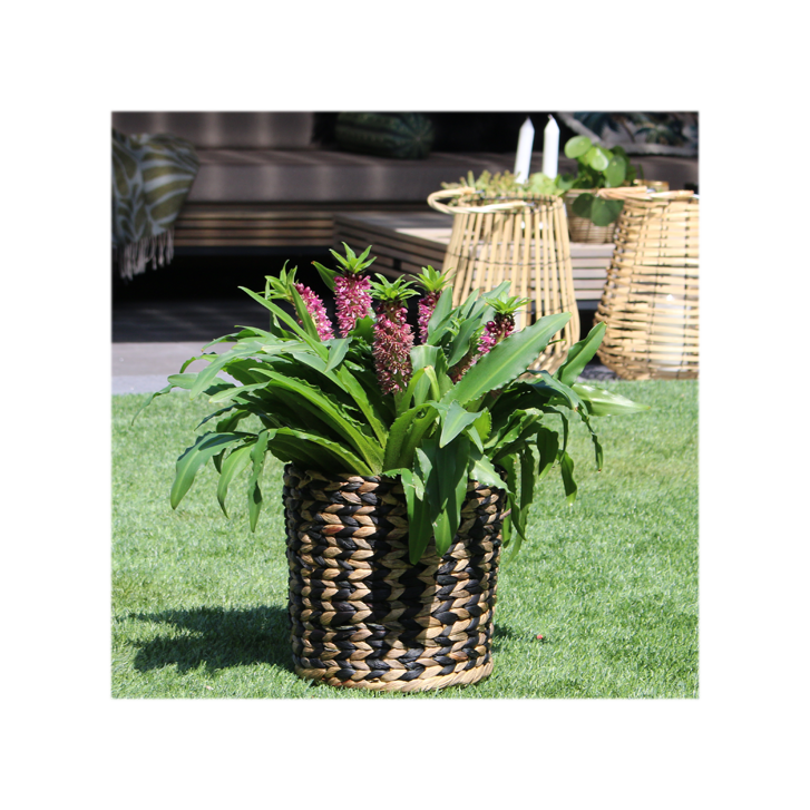 Eucomis inspiratie