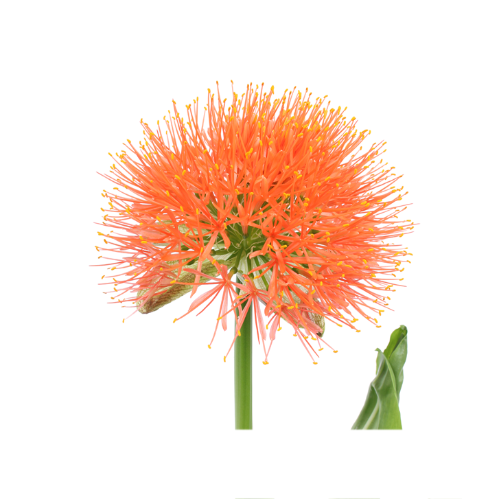 Scadoxus bloei impressie Scadoxus bloei impressie