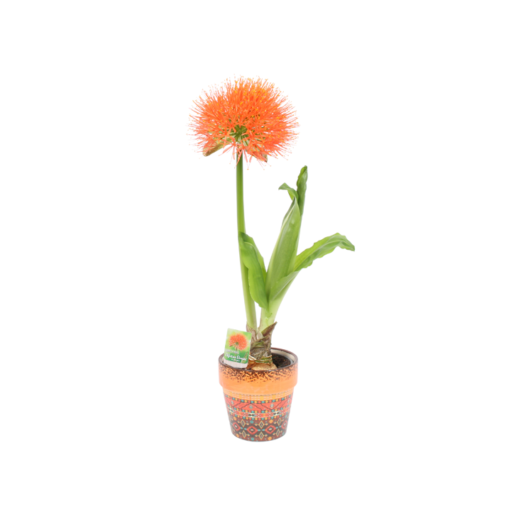 Scadoxus sfeer impressie